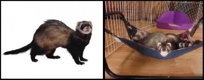 ferrets4