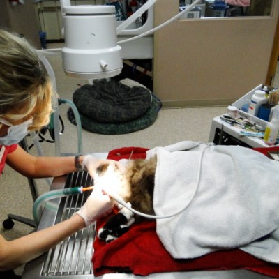 We offer dental services for cats and dogs.