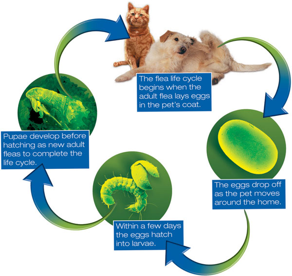 stages of fleas life cycle