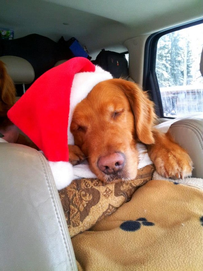 Sweet Sawyer is tuckered out from the holiday season.