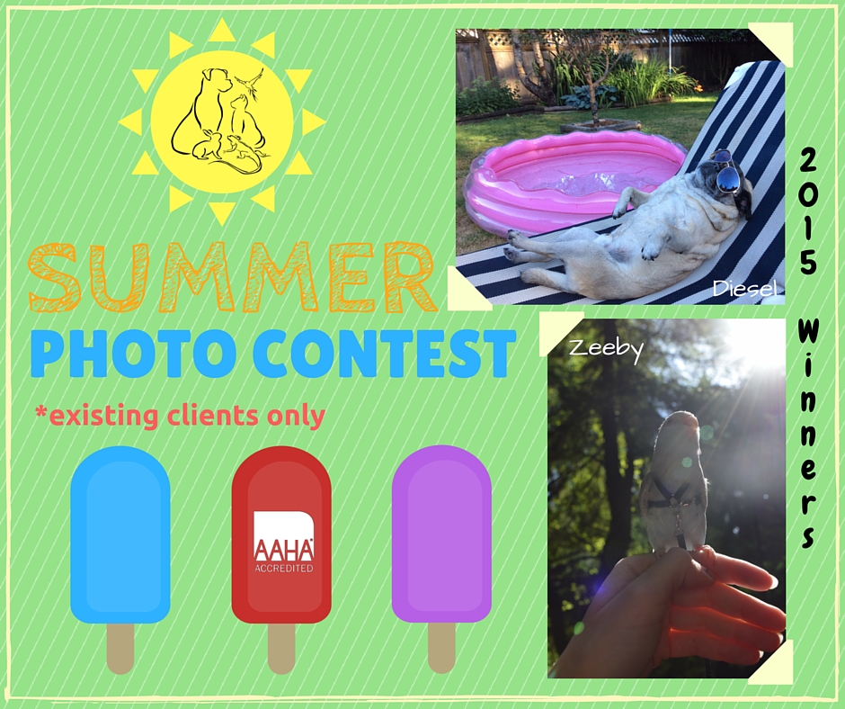 SUMMER PHOTO CONTEST 2016 (5)