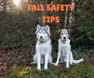 FALL SAFETY TIPS 