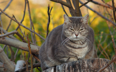 image for Take Your Cat to the Vet Day is August 22nd!