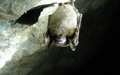 image for Rabies Risks
